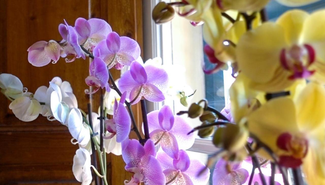 Villa San Donato B&B 卢卡 外观 照片